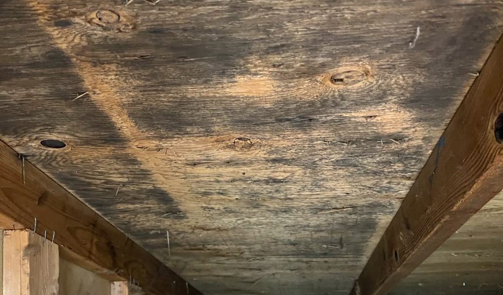 Mold in an attic.